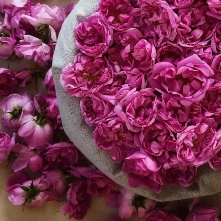 الدارة تخصص جائزة لأفضل دراسة تاريخية وابتكار يدعم زراعة الورد الطائفي