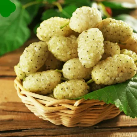 فوائد التوت الأبيض للنساء مذهلة