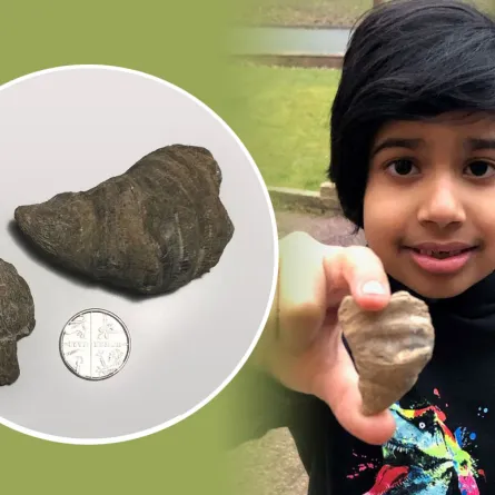طفل يعثر على حفرية عمرها  488 مليون سنة في حديقته
