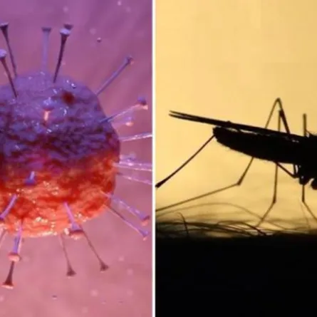 الصحة السعودية: لا يوجد دليل علمي على أن كورونا ينتقل عبر البعوض