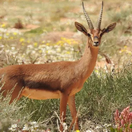 محمية شرعان الطبيعية في العلا.. نظام بيئي فريد وتضاريس مذهلة