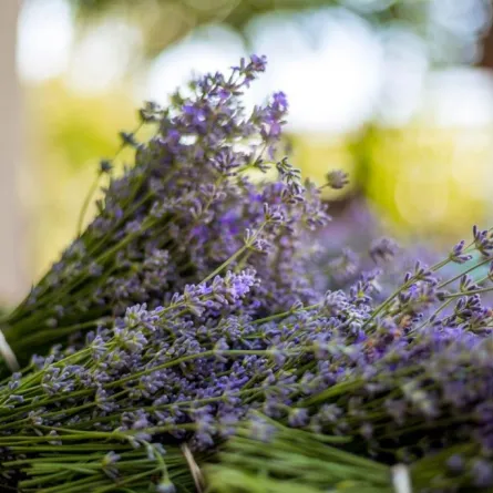 فوائد نبات الخزامى الصحية.. هل تعرّفت إليها؟
