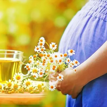 فوائد البابونج للحامل