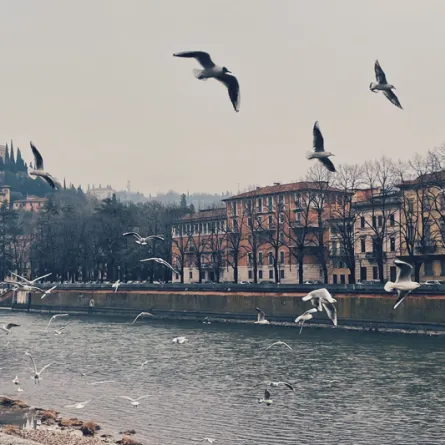 شهر العسل في مدينة فيرونا