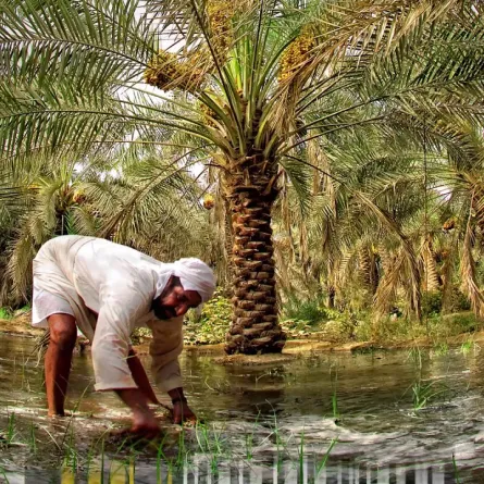 الأحساء.. معالم تاريخية وواحات تؤهّلها لدخول موسوعة جينيس وقائمة يونسكو