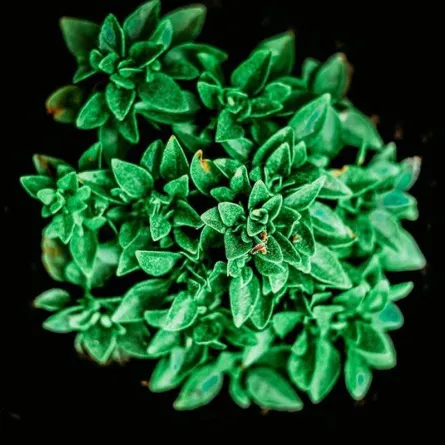 فوائد عشبة الريحان للنساء.. لن تتخلي عنها!