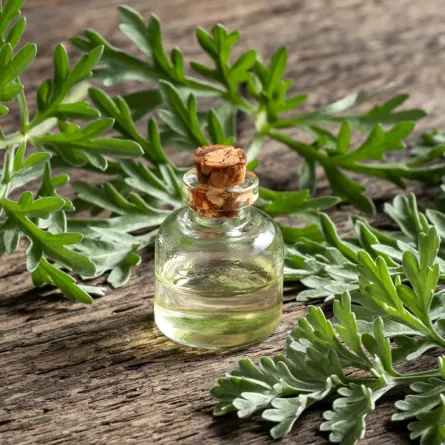 فوائد عشبة الشيح للنساء في علاج الالتهابات