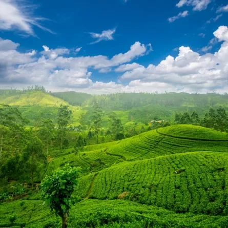 في اليوم العالمي للشاي .. تعرفوا إلى البلدان الأكثر إنتاجا له