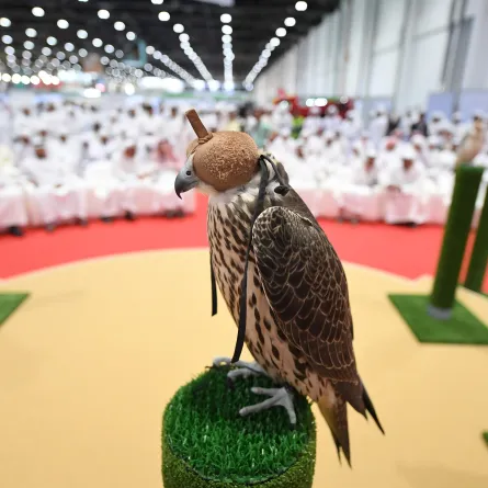 "أبوظبي الدولي للصيد" منصّة مثالية لبيع وشراء وإنتاج أجود الصقور