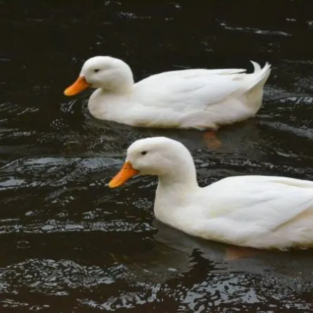 4 قراميط ضخمة مسئولة عن غموض اختفاء البط البكينى فى حديقة حيوان الجيزة