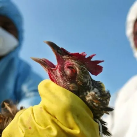 تسجيل أول إصابة بشرية بسلالة جديدة من إنفلونزا الطيور