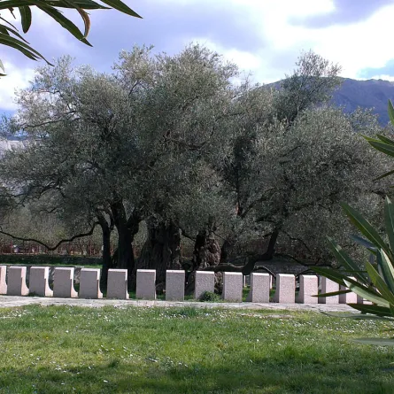 أقدم شجرة زيتون في العالم