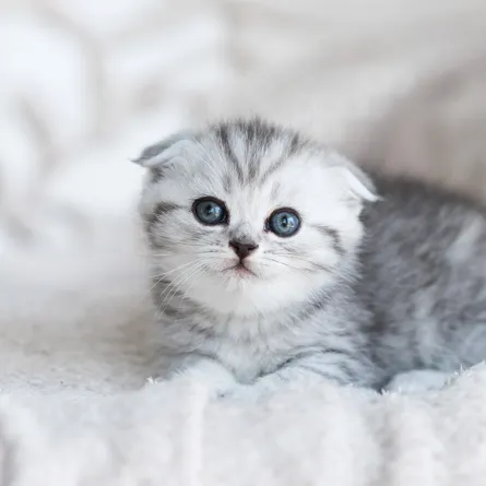 تفسير رؤية القطط في المنام