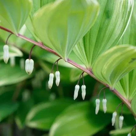 فوائد عشبة العشرق في التخلص من الدهون
