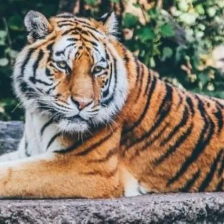 الحياة الفطرية في السعودية تبيّن موقفها من تربية المفترسات