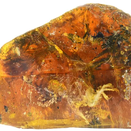 صيادون يمنيون يعثرون على  كنز بقيمة 1.5 مليون دولار في بطن حوت