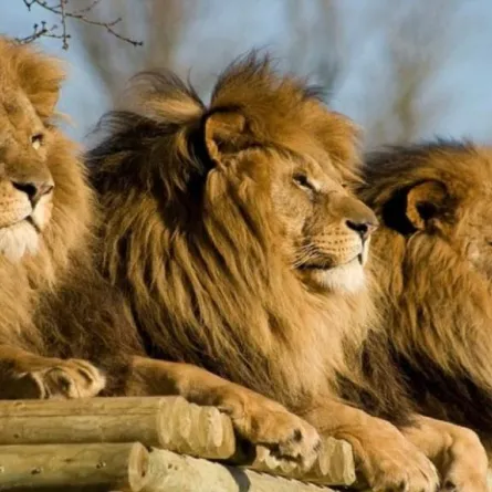 الحياة الفطرية: الأنظمة في السعودية تمنع اقتناء الحيوانات المفترسة