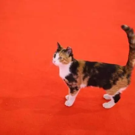 قتل "قطة" مهرجان القاهرة السينمائي بالسم وتفريغ كاميرات المراقبة لمعرفة القاتل