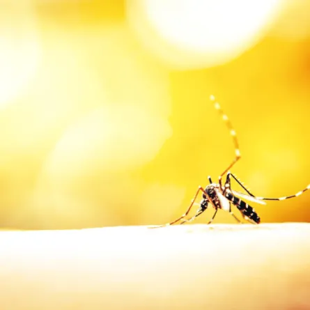 طرق فعالة للتخلص من البعوض في المنزل