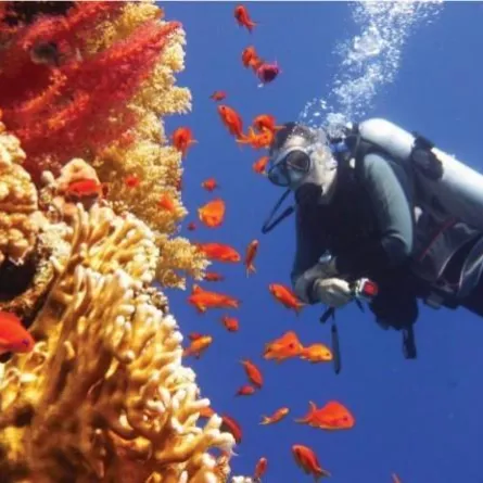 نيوم وجامعة كاوست تتشاركان لإنشاء أكبر حديقة مرجانية في العالم