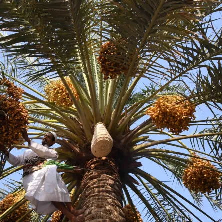 السعودية الثانية عالمياً في إنتاج التمور بـ 1.5 مليون طن