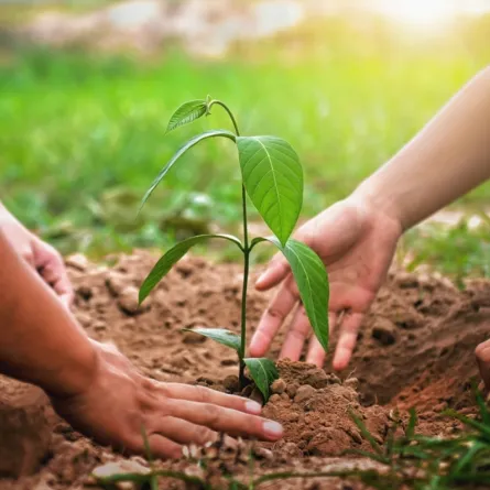 ما هي السعودية الخضراء؟  معلومات ثقفي بها أطفالك