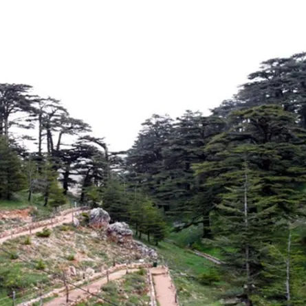 أهمية زراعة الأشجار لمكافحة التصحر والجفاف