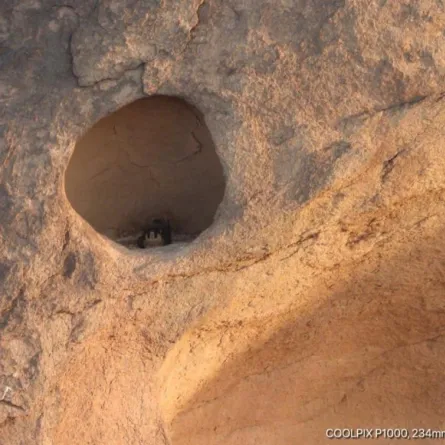 نادي الصقور السعودي يحيي أعشاش الطيور في مواقع لم تطأها أقدام البشر