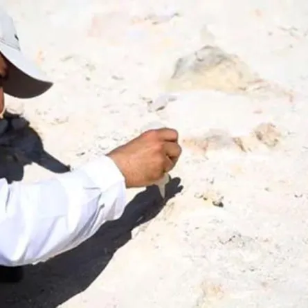 المساحة الجيولوجية السعودية تكتشف بقايا حوت منقرض قبل 37 مليون سنة