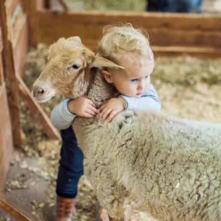 طريقة شرح الأضحية في عيد الأضحى للأطفال