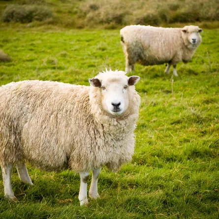 شروط الاضحية في عيد الاضحى 2021