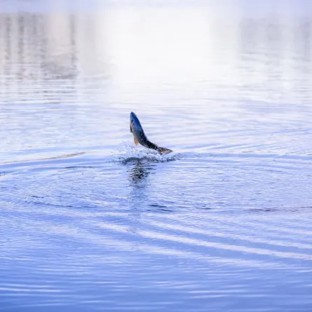 تفسير رؤيا السمك في الحلم