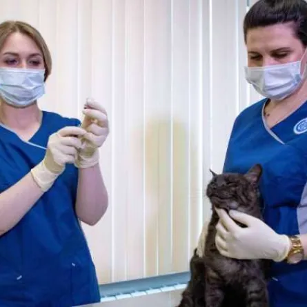 الولايات المتحدة تبدأ تطعيم الحيوانات ضد كورونا