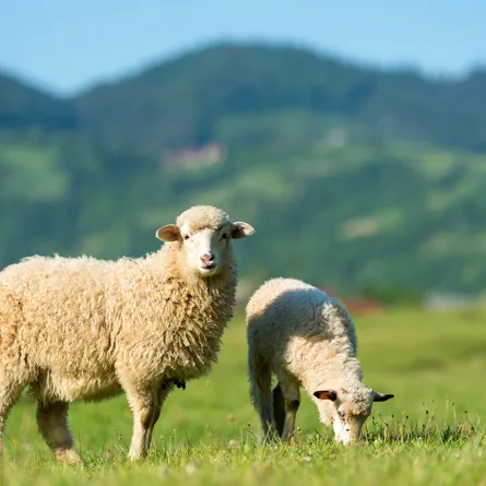 شروط المضحي لأضحية العيد