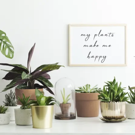 ركن يضم مجموعة من النباتات