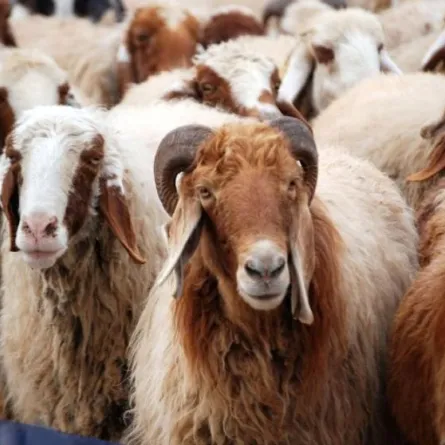 منصة إحسان تتيح متابعة طلب إخراج الأضحية