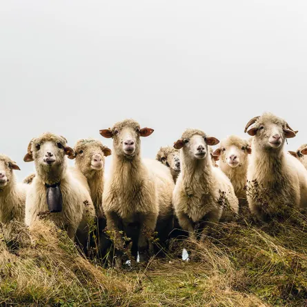 على من تجب الأضحية؟