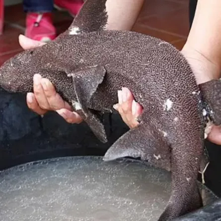 اكتشاف أسماك أحفورية حية منذ عصر الديناصورات