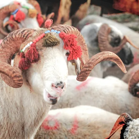 أغرب طقوس الاحتفال بعيد الأضحى 