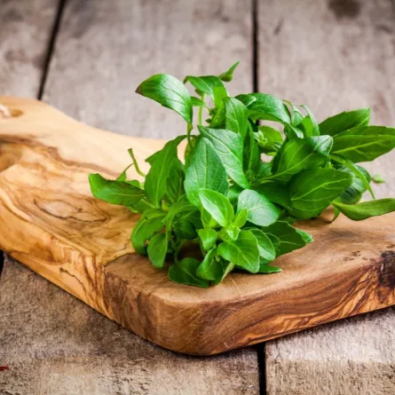 فوائد وأضرار الحبق للحامل 