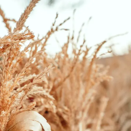 قشور السيليوم المكمل الأول لتقليل الشهية وخسارة الوزن