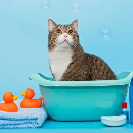 طفل الفراء الأليف.. فرد جديد بين العائلات حاليا ً