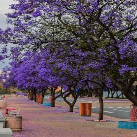 أفضل 6 أماكن سياحية للعوائل في أبها