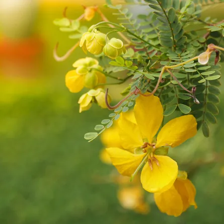فوائد عشبة السنامكي للنساء ثمينة للغاية