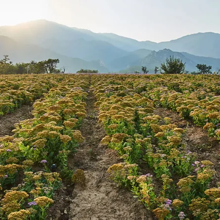 فوائد عشبة المدينة للنساء لا توصف