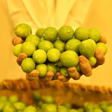 احتفاءً بالليمون الأخضر الأحساء تختتم مهرجان هذا موسمها 