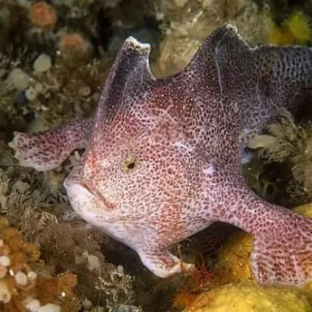 رصد سمكة نادرة " ذات اليد "بسواحل جزيرة استرالية 