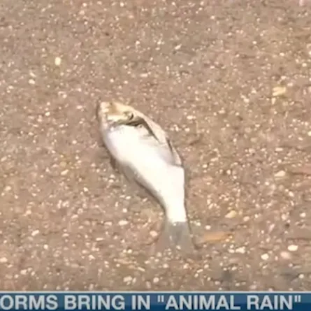 سقوط أسماك من السماء في ولاية أمريكية أواخر أيام 2021