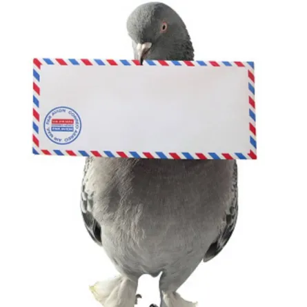 الحمام الزاجل