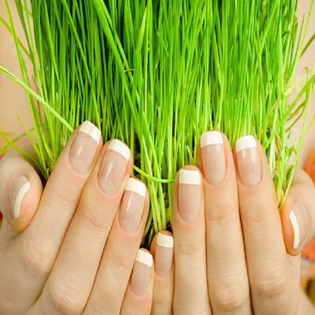 فوائد عشبة القمح للنساء